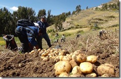 Sacaduras de papas - Chiloe