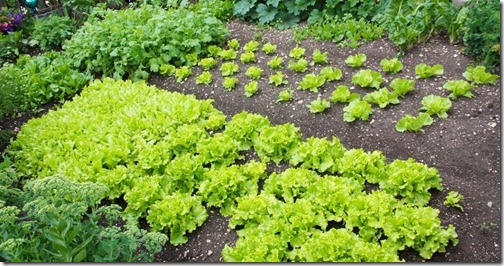 Huerto de verduras