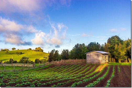 Siembra de papas - Chiloé