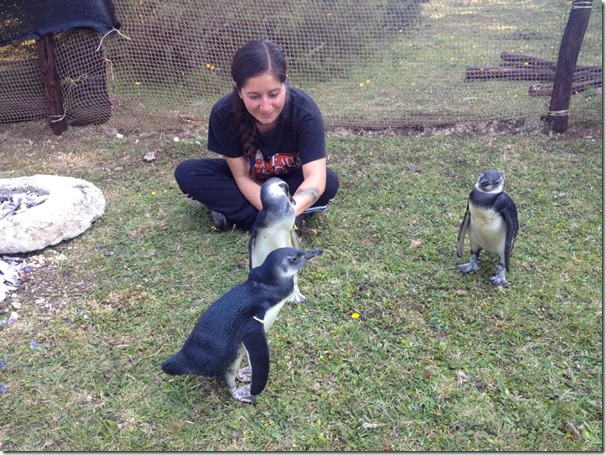 Rehabilitacion de Pinguinos - Chiloe Silvestre