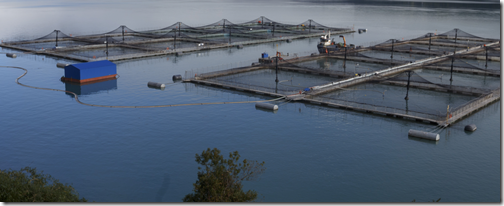 explosivo aumeto productivo salmonero paagonia