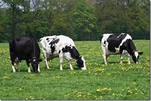 Ganado bovino en pradera