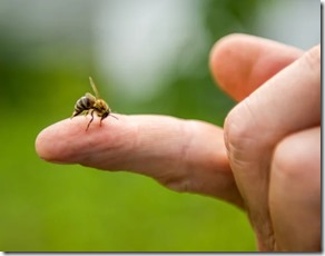 Picadura de abejas verano - Clínica MEDS